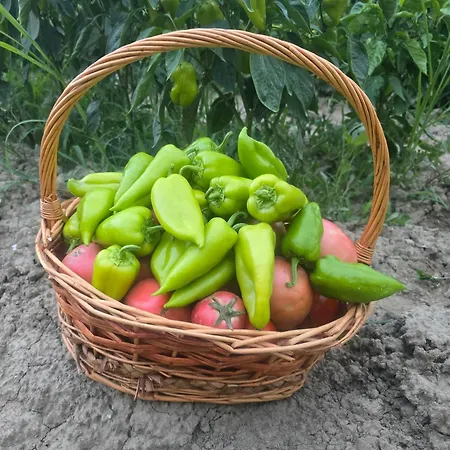 Mulliri Gjeroven Affittacamere Berat